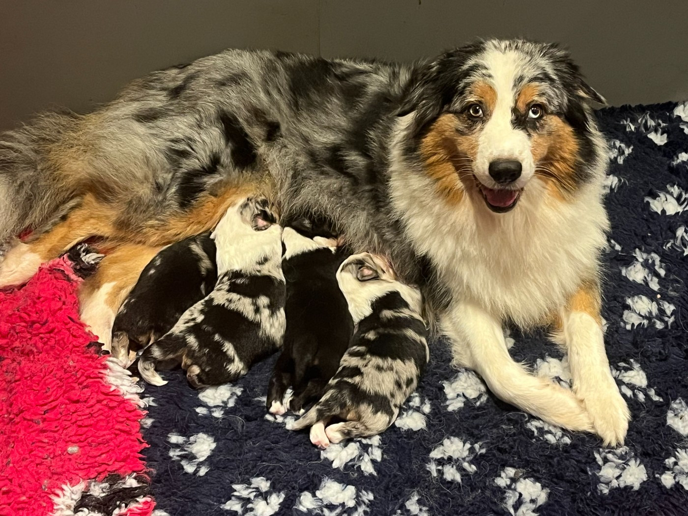 Chiot Berger Australien Esprit Shepherd