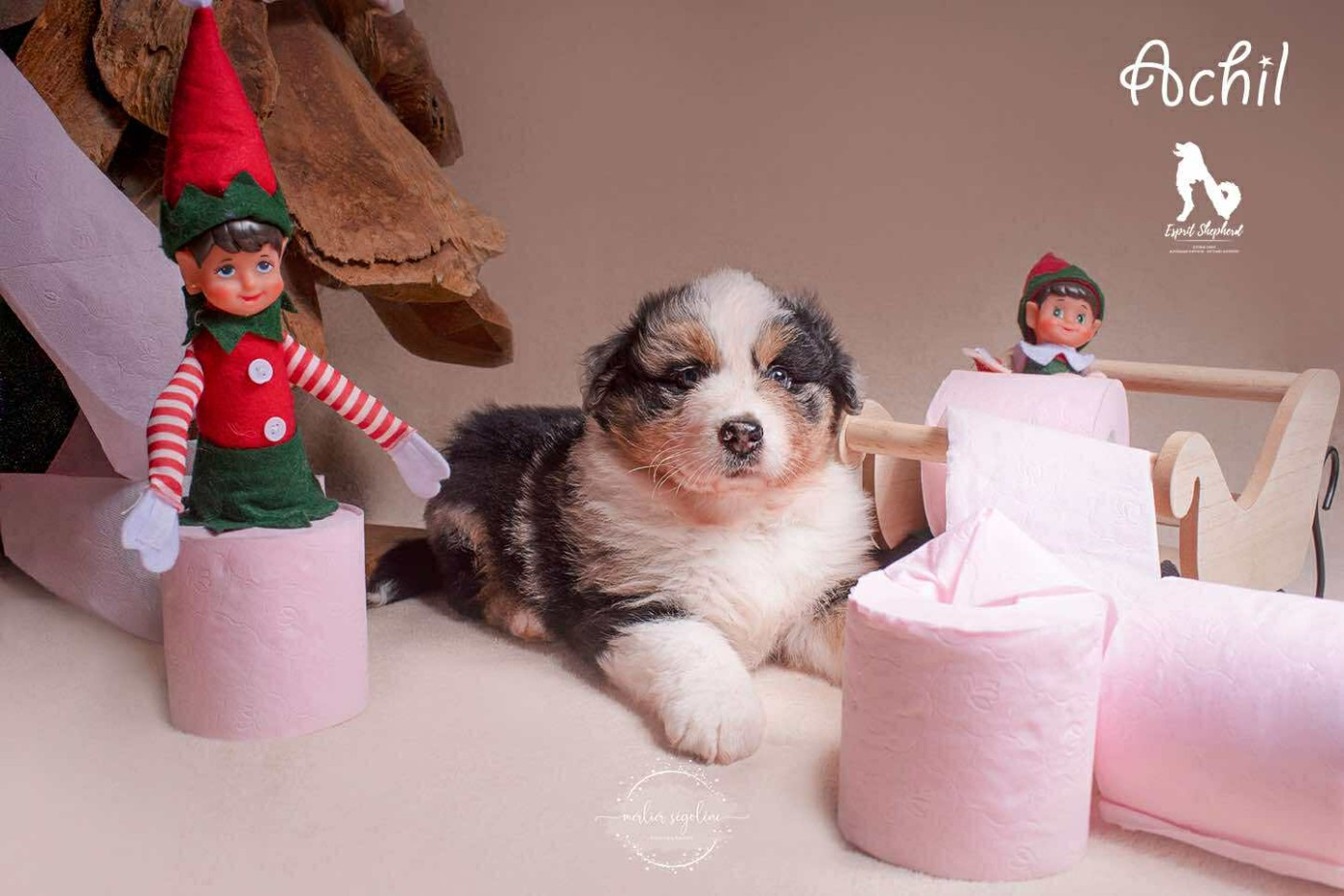 Esprit Shepherd - Chiots disponibles - Berger Australien