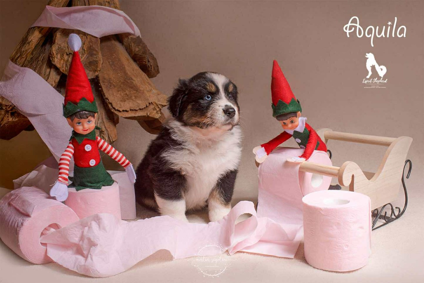 Esprit Shepherd - Chiots disponibles - Berger Australien