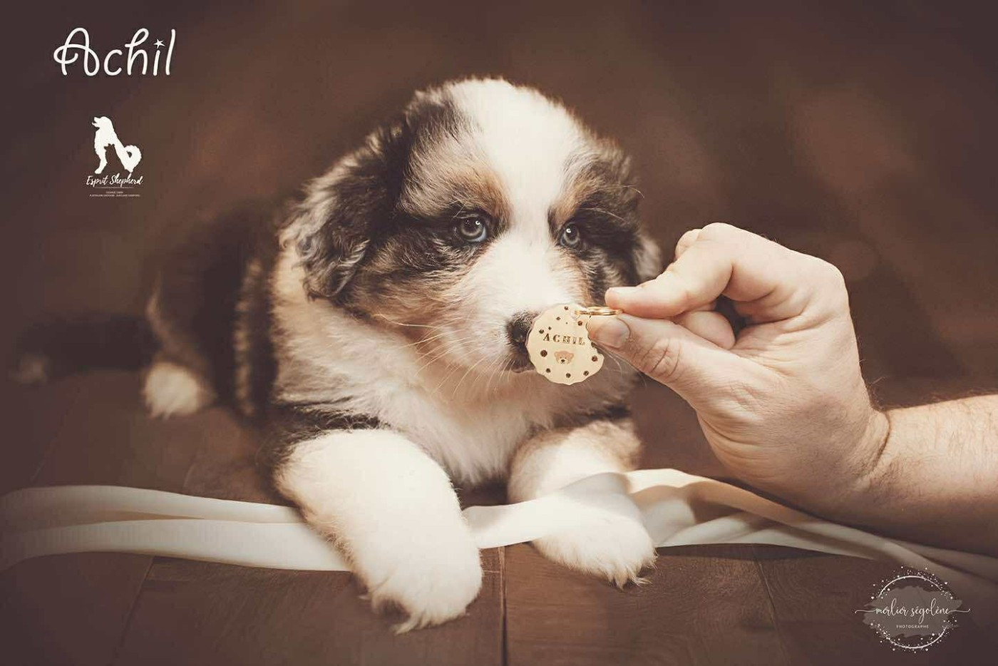 Esprit Shepherd - Chiots disponibles - Berger Australien